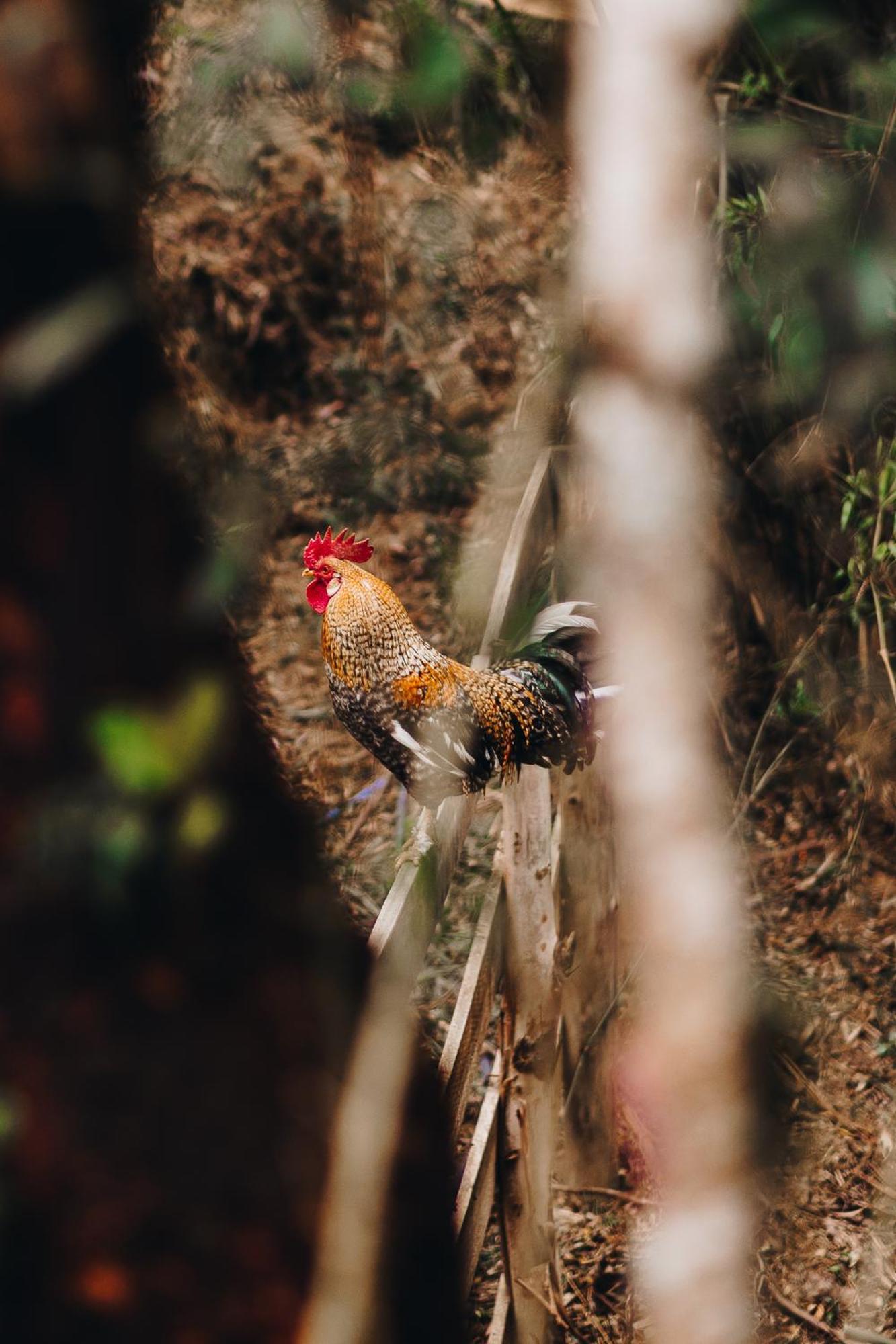 Chale Harmonia Da Floresta- Pousada Cachoeira Da Neve Urubici Luaran gambar